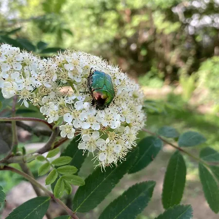 بيت للعطل Urwald *