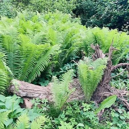 Urwald بيت للعطل *